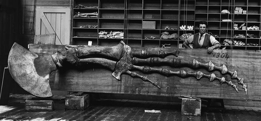 Sperm Whale flipper, Megaptera longimana. Photo © Australian Museum